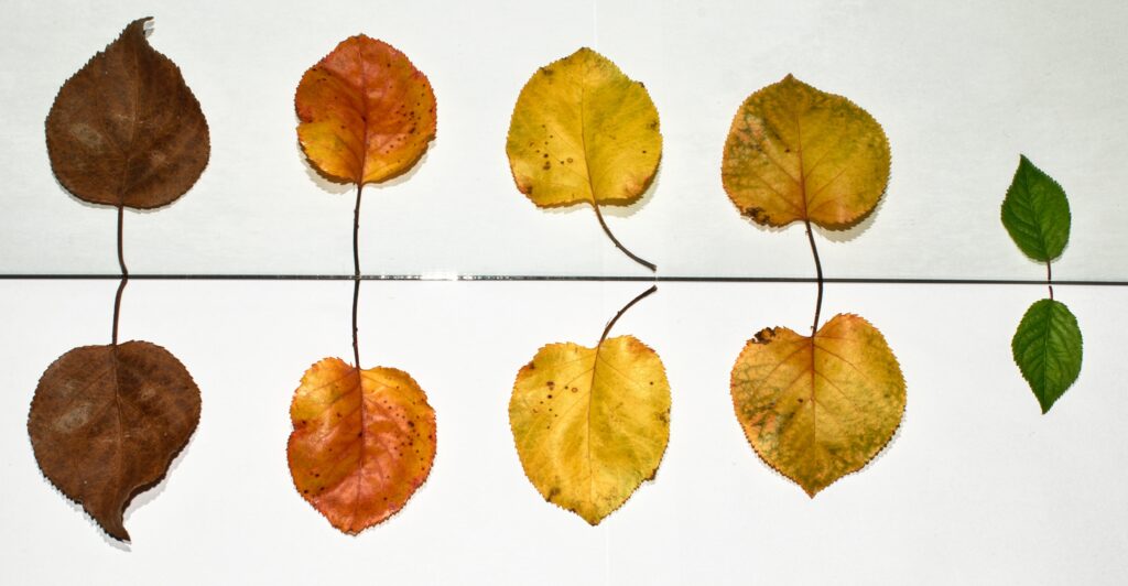Porter des bijoux arbres de vie : une démarche riche en bienfaits et symbolique